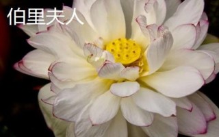 名贵荷花品种介绍,这十种一定要了解