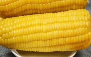 丰乐709玉米种子简介,普通夏玉米品种