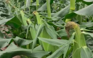 华良78玉米种简介，夏播生育期104天