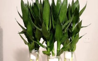 观音竹是喜阴还是喜阳，是一种喜阴植物