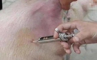 猪针头断在肉里如何处理，需要做永远标识