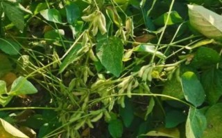 滇大豆36大豆种简介,鲜食大豆品种
