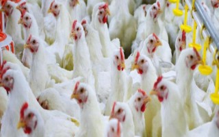 白羽鸡养多少天可以出栏，饲养42天左右即可出栏