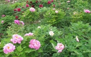 12月份能地栽牡丹吗，耐寒力较强能在12月份地栽