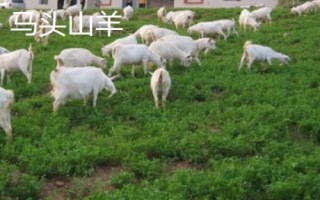 湖北襄阳能够带走的特产,包括襄阳黄酒、襄冬麦、宜城板鸭等种类