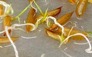 水稻种子催芽的三个阶段,分为高温破胸、适温催芽和低温晾芽