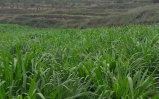 绿洲一号牧草与巨菌草的区别，产量和粗蛋白含量均不同