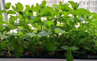 薄荷的田间管理方法，苗高7-10厘米时追施提苗肥