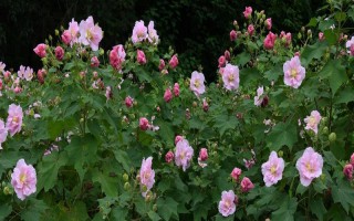 芙蓉花什么时候开,花期在每年的7-10月份