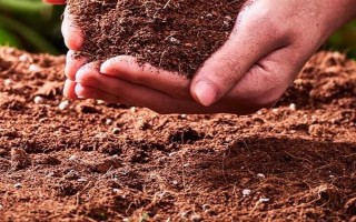 幸福树喜不喜欢酸性土壤，喜欢偏酸性的土壤