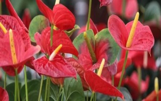 红掌对人体有没有危害，只要不误食就不会产生影响