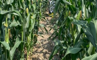 吉单466玉米种子特征特性，中抗穗腐病