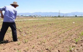 玉米苗为什么分蘖，主要有以下5个因素