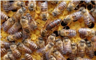 免移虫育王盒的如何使用，先放到蜜糖水中浸泡2-4小时