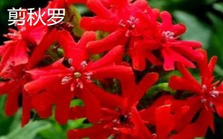 剪秋罗长什么样子，高50-80厘米