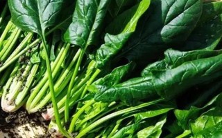 10月可以种哪些水果,适合种柑橘、草莓、百香果等