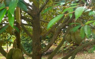 榴莲的繁殖方法，主要有扦插、芽接、劈接等6种方式