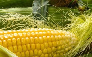 龙单116玉米品种简介，在种植密度超过7万株/公顷时