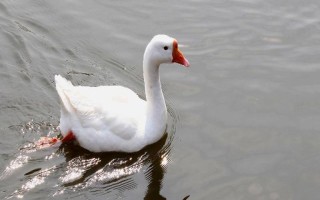 鹅是不是素食动物，以青草、饲料、谷类等素食为食