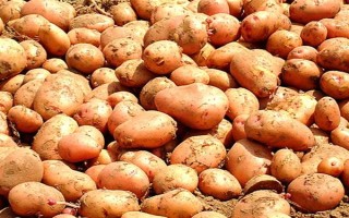 马铃薯晚疫病有什么症状，叶片发病会出现暗绿色水渍状斑点