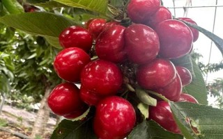 车厘子的种植环境介绍，可以在每年4-5月份进行种植