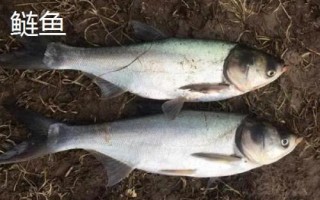 鲢鱼和鲶鱼的区别,鲢鱼是滤食性鱼类、鲶鱼是捕食性鱼类