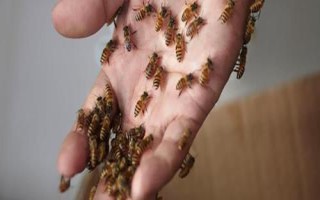 蜜蜂蜇人后为什么会死,蜇人的刺是其产卵器