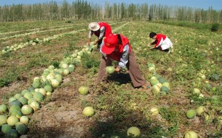 打瓜疫病的发病症状，茎基部发病初呈水渍状斑点