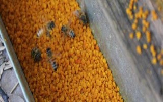 如何对蜂群饲喂花粉，制成粉饼可让蜂群自由采食