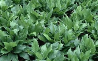 绿巨人的作用，观赏效果佳且能净化空气