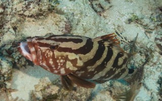 淡水石斑鱼的养殖技术，放养密度根据水流速而决定