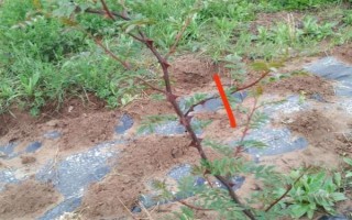 花椒树苗什么时候种植，秋季8-9月份之间种植最佳