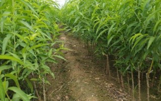 黄桃种植技术，根据气候环境来选择合适的品种