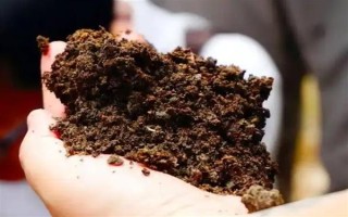 狗粪能不能直接埋土里当作花肥，直接使用容易引发病害