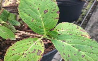 帝王花的养殖方法,每隔3-5天浇水一次