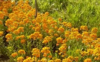 桂竹香的花期是几月，花期为4-5月份