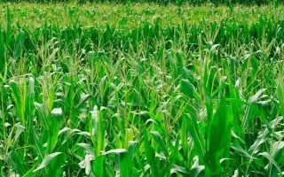 克单14玉米种子特点，早熟品种