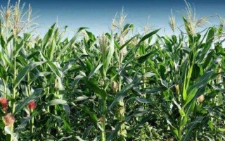 彩甜糯10号玉米品种的特性，种植密度每亩3500株