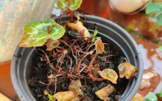 仙客来花落后如何处理，要对其进行修剪