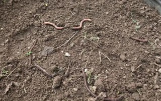 蚯蚓土怎么养花，可直接使用