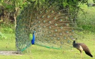 有哪些特色养殖项目,蚕、黄粉虫、土元、蜈蚣均属于特色养殖