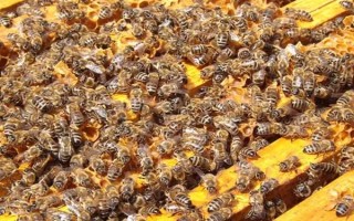 失王的中蜂群怎样处理，可介入新王并急造王台