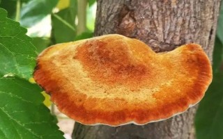 桑黄的种植技术,最佳的出菇温度在25-30℃之间