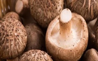 花菇小的好还是大的好，小花菇比大花菇好