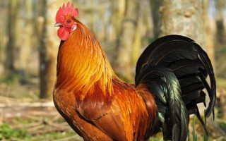 鸡能活多少年，通常鸡能活13年左右