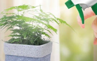 文竹叶片发黄如何处理，因受到暴晒而发黄需转移到半阴处