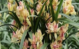 哪个品种的兰花最好，富山奇蝶、余蝴蝶、市长红等兰花均比较不错