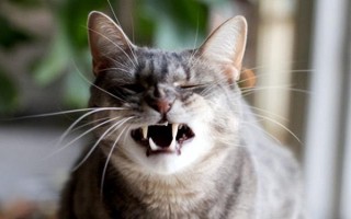 猫总打喷嚏的原因，可能是过敏了或鼻子有异物等