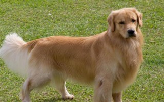 纯种金毛的特征，眼睛呈深棕色、头骨较宽微呈拱形