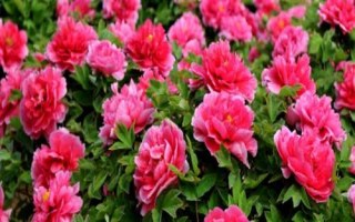 牡丹花的花语及象征意义，有富贵吉祥之意